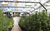 cannabis growing in a cold climate greenhouse