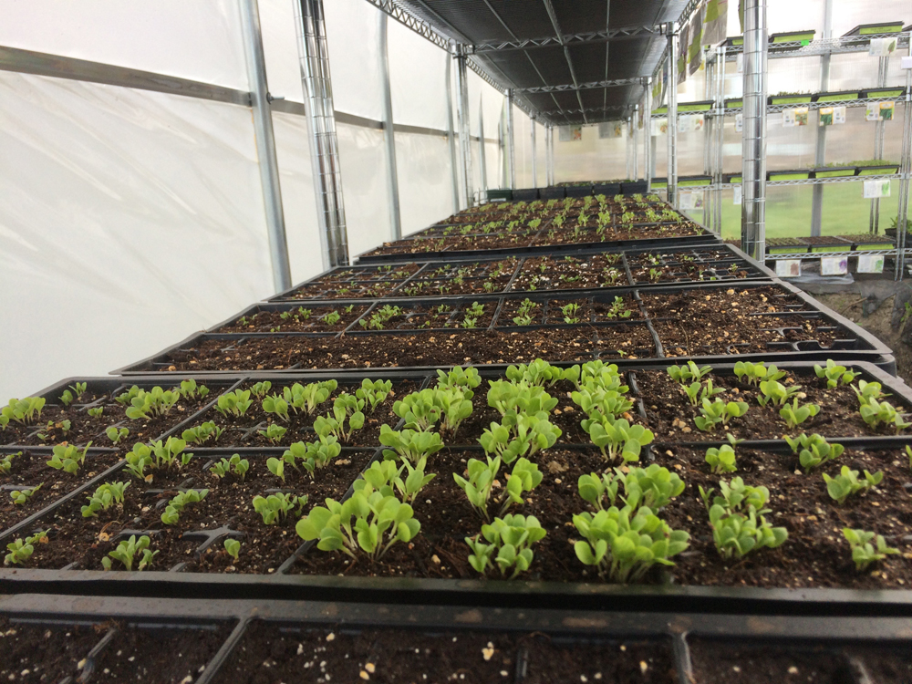 Michigan urban farmer seedlings