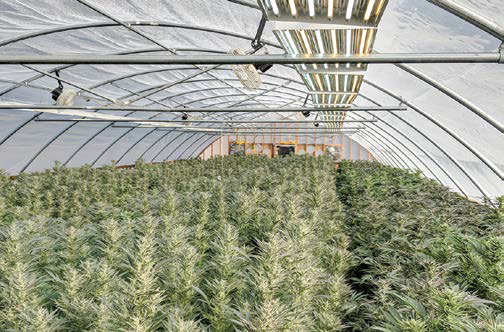 Grow Greenhouse with roll up side