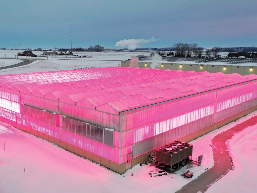 Venlo greenhouse lit up pink