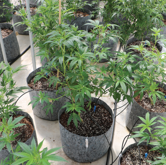 Purple med Healing Plant closeup