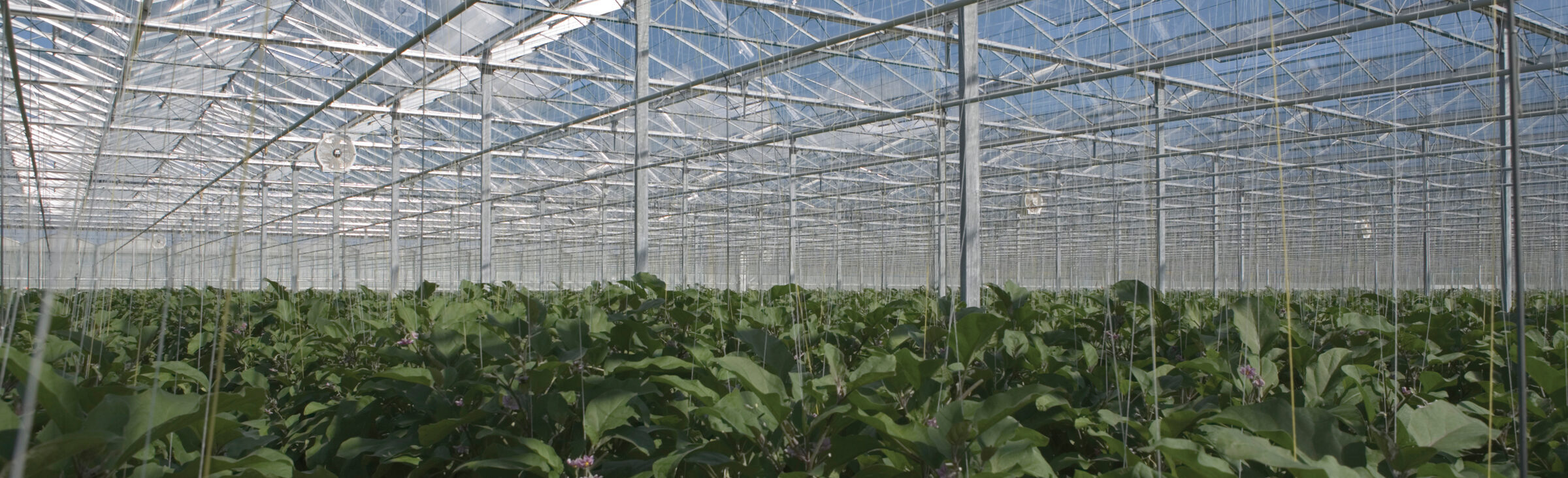 cultivation of eggplants in an automated greenhouse
