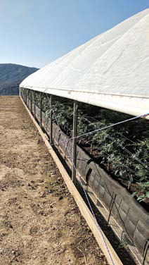 Grow Greenhouse with roll up side
