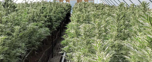 Pueblo Colorado grow