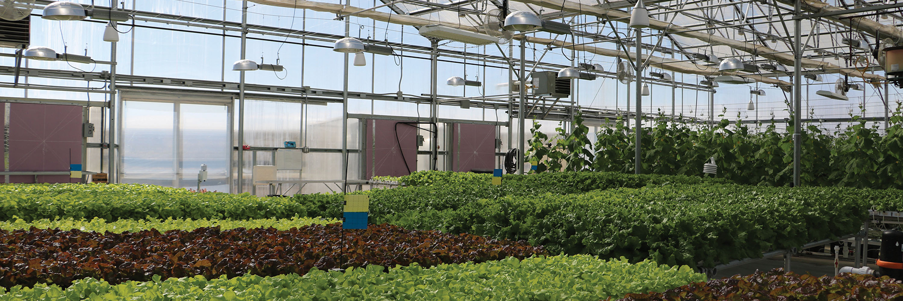 Interior Greenhouse with hydroponics